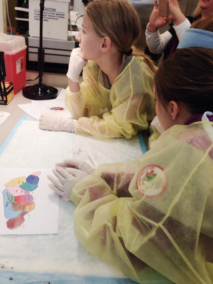 Girl Scouts prepare to dissect the brain of a mouse and identify different regions of the brain using color-coded maps. Photo by Elizabeth Do.