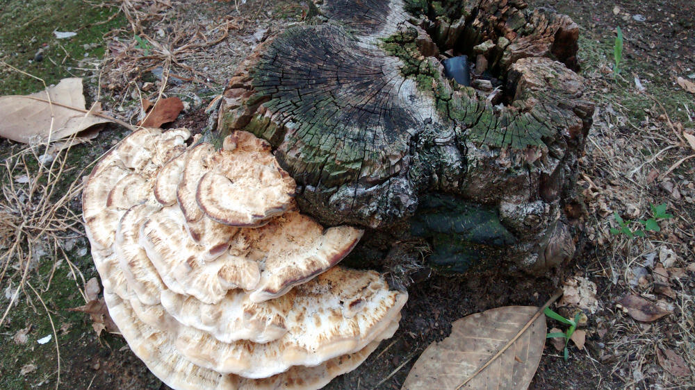 A “bracket fungi,” so called because it grows in circular shelf and bracket shapes, extends from a tree stump in the Fan. 
