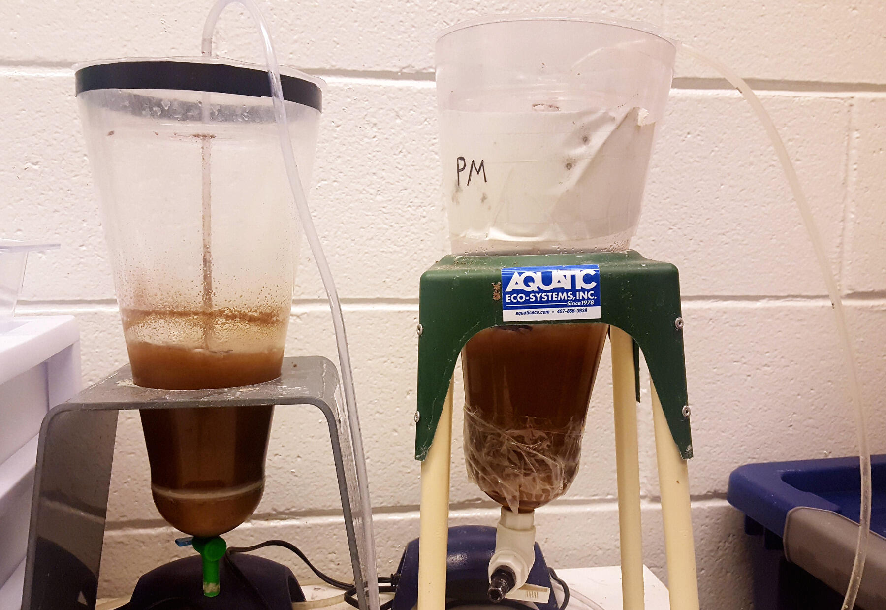 A brine shrimp mixture is prepared before it is fed to the zebrafish in the Tombes Lab.
<br>Photo by Leah Small, University Public Affairs.