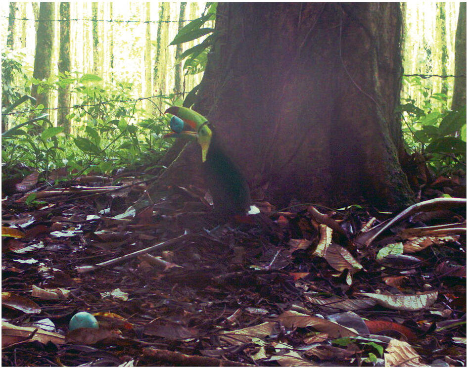 An image from one of the team's camera traps that show a keel-billed toucan trying to prey upon the eggs of ground-nesting birds.
