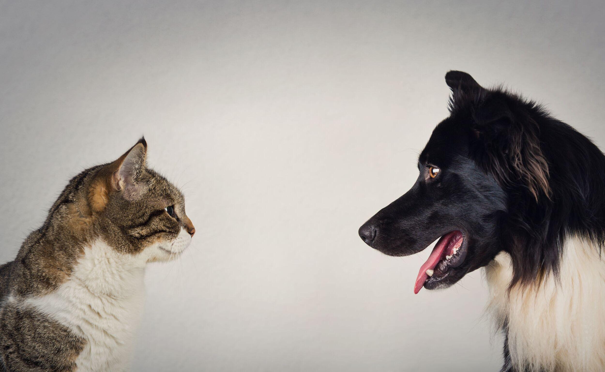 A cat and a dog staring at each other.