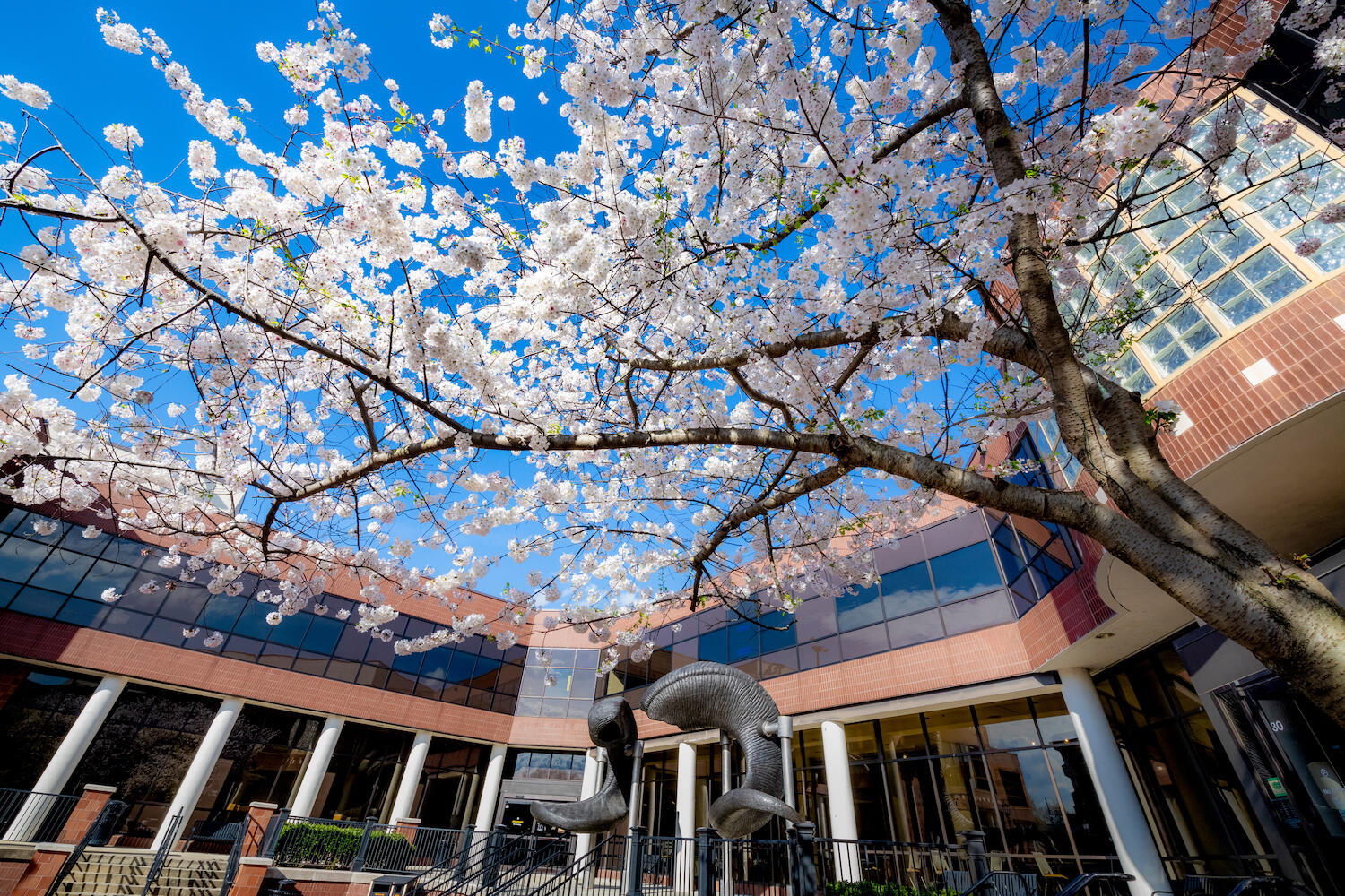 A blooming cherry blossom tree in the University Student Commons. Behind it is a ram horns statue and the student commons building. 