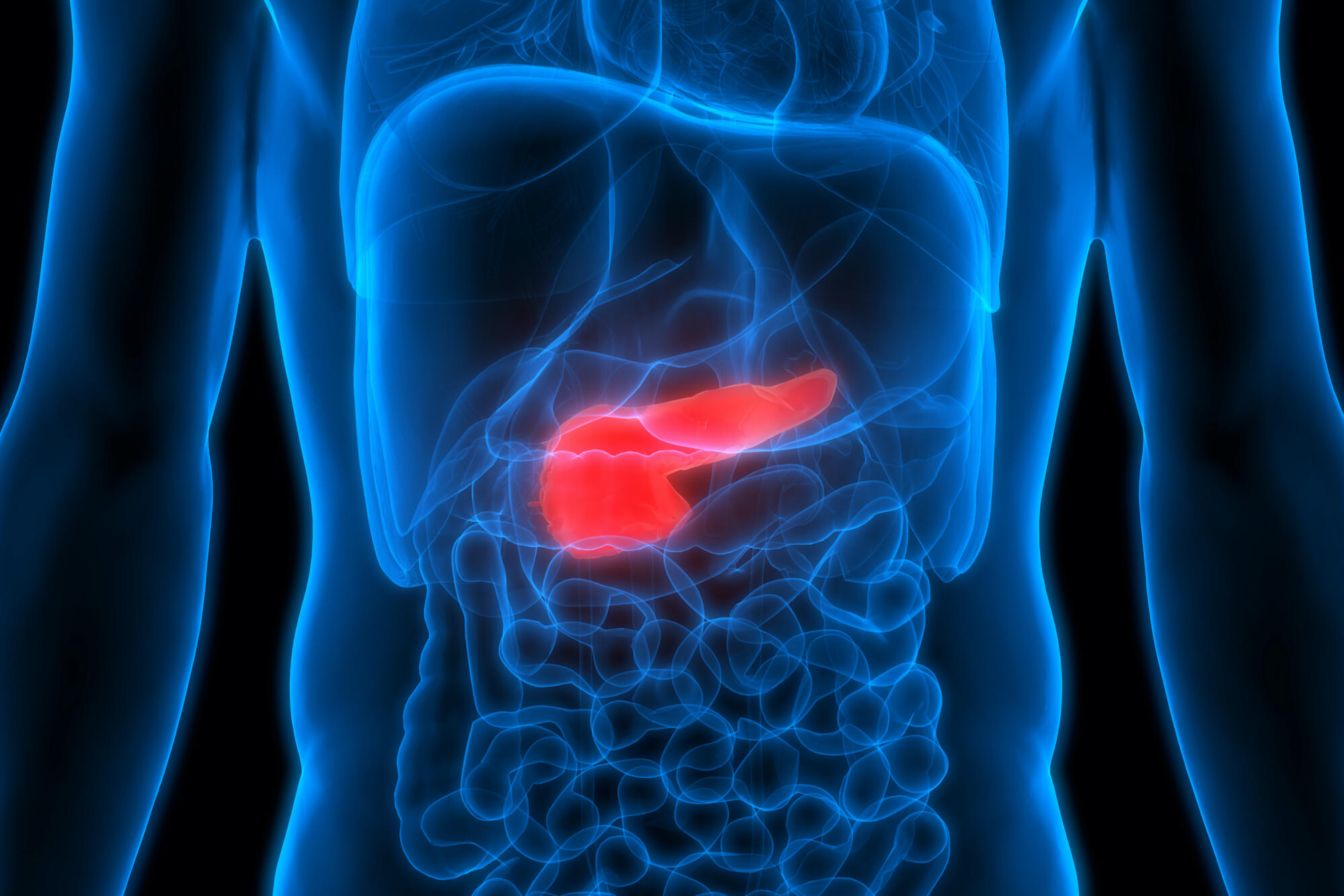 illustration of a person's abdomen with the pancreas highlighted in red