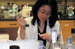 Bioinformatics involves taking data generated in the laboratory and analyzing it computationally, demonstrated here by Michiko Kato of the Bioinformatics and Bioengineering Summer Institute's 2005-2006 class. Photo by Leila Ugincius, University News Services