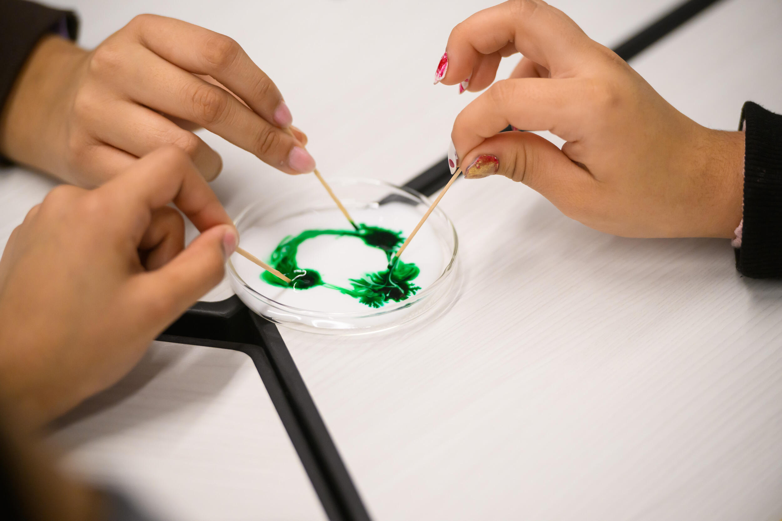 A photo of three hands holding toothpicks moving food coloring around a petri dish. 