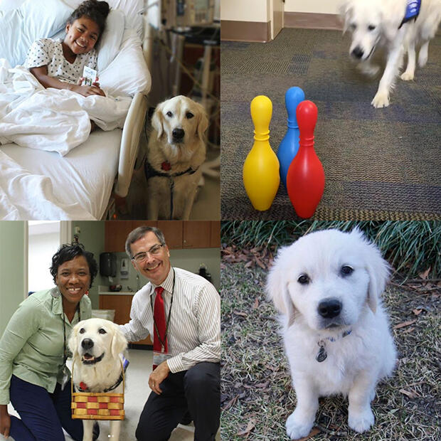 (clockwise from top left) Wrigley sitting next to a child in a hospital bed; Wrigley approaching bowling pins as part of a trick; Wrigley as a puppy; and Wrigley posing for a photo with two VCU Health staff members.