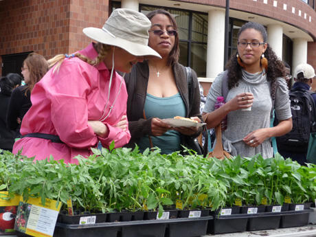 Earth Day visitors check out hybrid tomatoes.  Plants were given away was part of the celebration. 