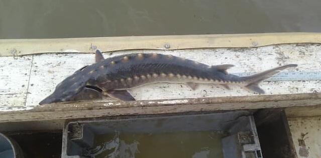 A photo of a sturgeon fish on a platform next to the water