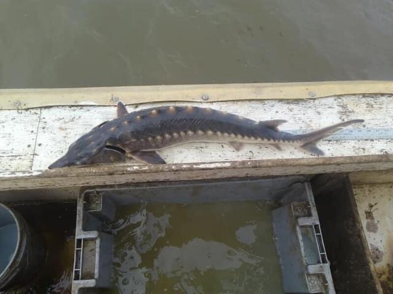 The 2000th sturgeon was caught, tagged and released near Westover Plantation in Charles City County, a few miles downstream from the Rice Rivers Center. (Photo courtesy of VCU Rice Rivers Center)