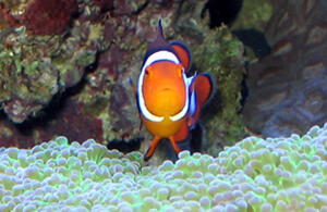 Photo by Leila Ugincius, University News Services