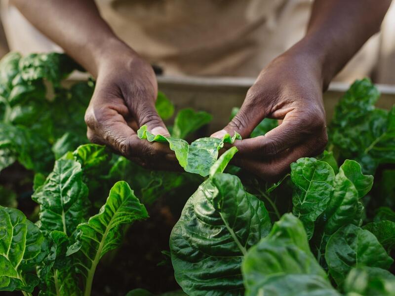 Among four research projects receiving funding from the Transdisciplinary Environmental Research Incubator is an effort studying Black-led urban agricultural spaces. (Getty Images)