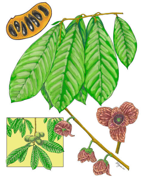 A botanical illustration by Alice Tangerini of an Asimia triloba, or pawpaw plant, which is native to this area. Tangerini graduated from the VCU School of the Arts in 1972 and is the botanical illustrator at the Smithsonian’s National Museum of Natural History.
