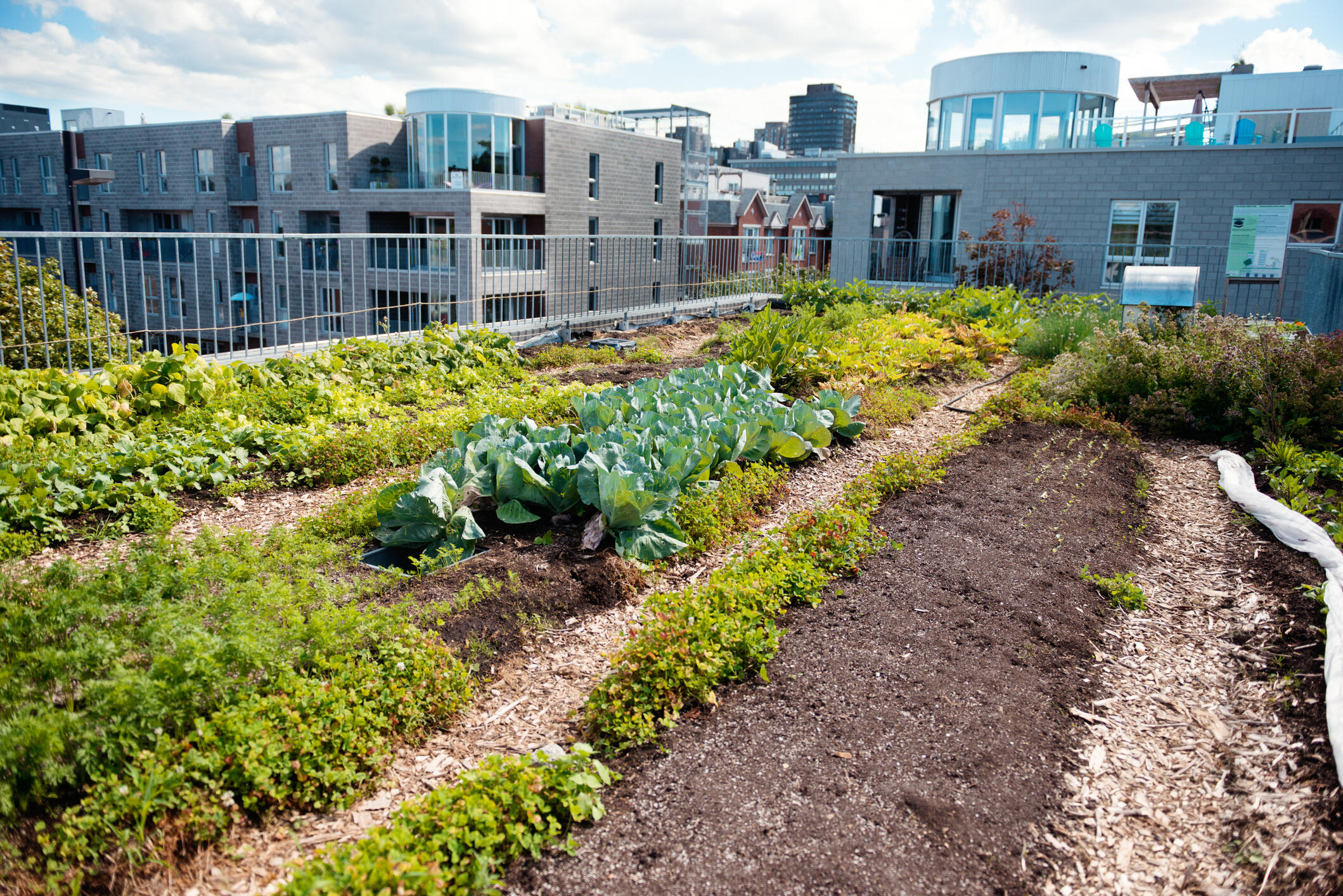 A garden on top of a roof with city buildings surrounding it 