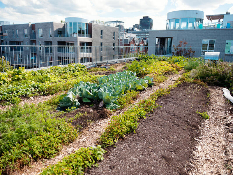 Urban agriculture is among the areas of focus for the Institute for Sustainable Energy and Environment. (Getty Images)