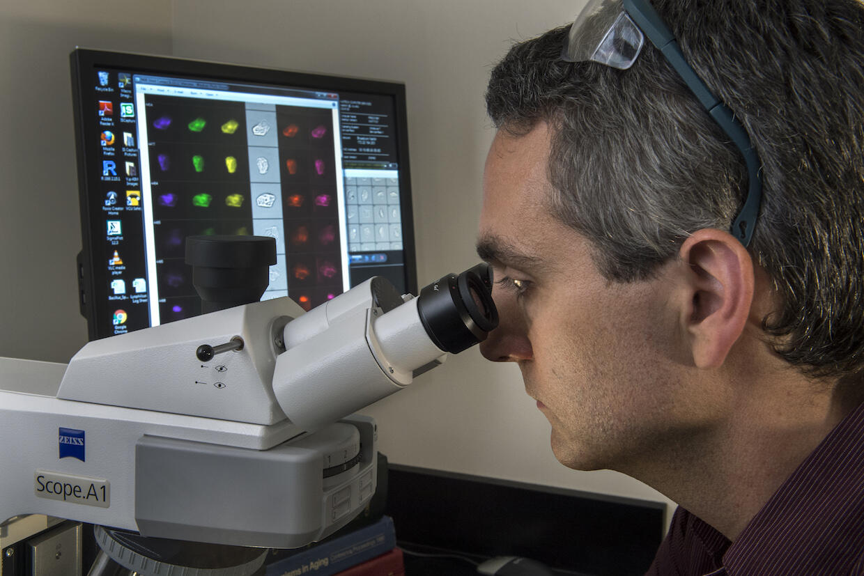 Ehrhardt's process begins by taking microscopic images of the individual cells using a benchtop microscope or a flow cytometer — a device used in cell biology that photographs individual cells encased within drops of water. (Photo by Kevin Morley, University Relations)