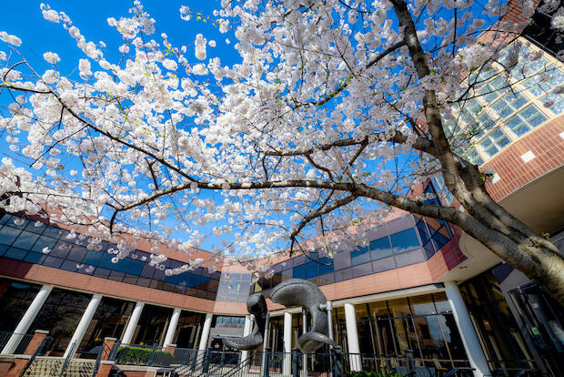 Exterior photo of VCU campus near Student Commons, flowered tree in foreground.