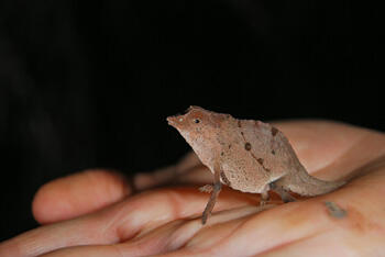 Usambara pitted pygmy chameleon in the hand of a student with the Tropical Biology Association. Image courtesy of James Vonesh, Ph.D./VCU.
