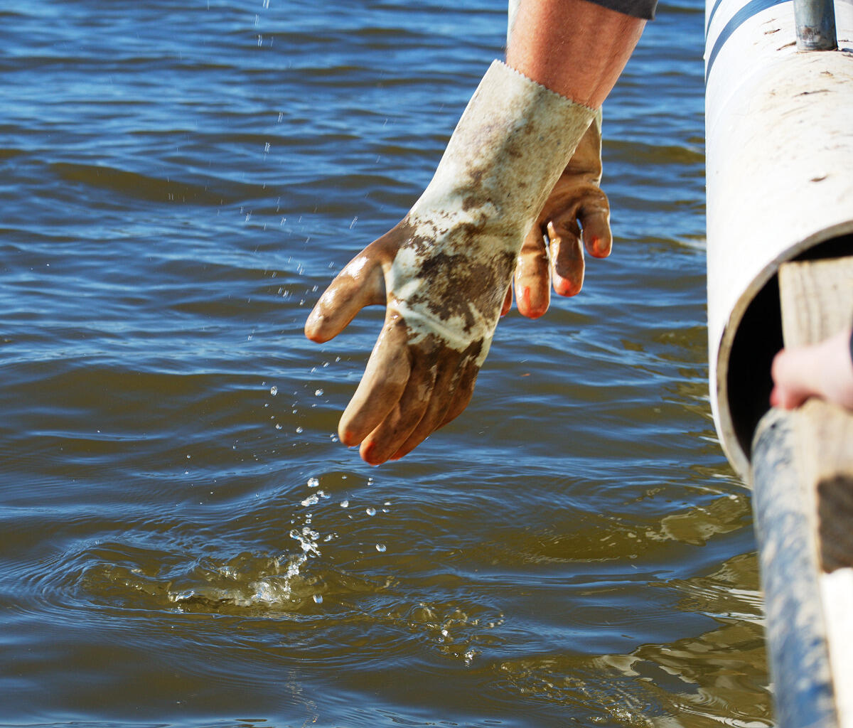 The first juvenile Atlantic sturgeon is released.