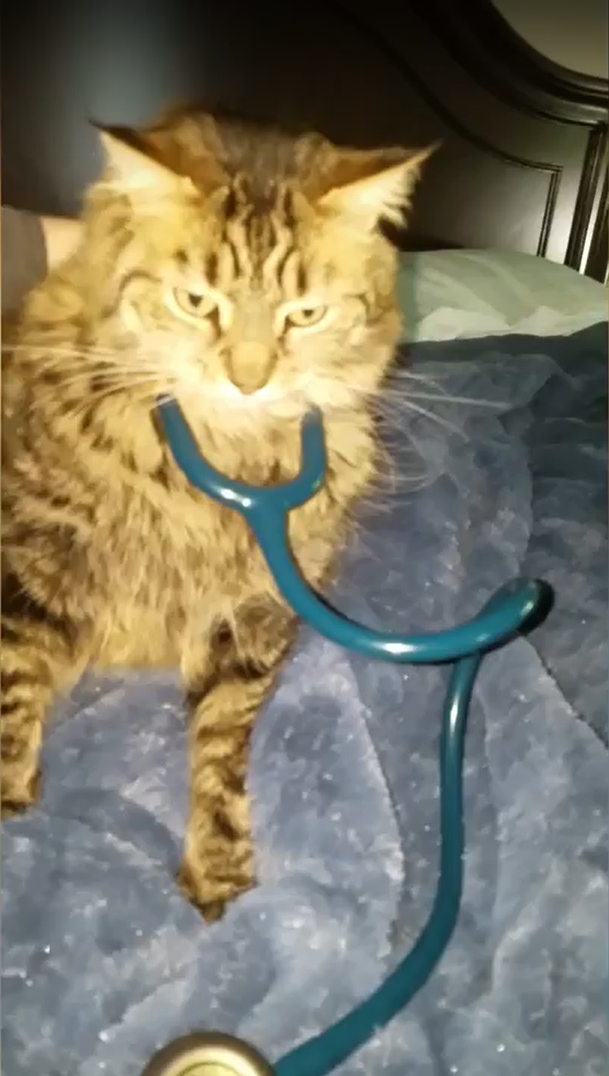 A cat wearing a stethoscope.