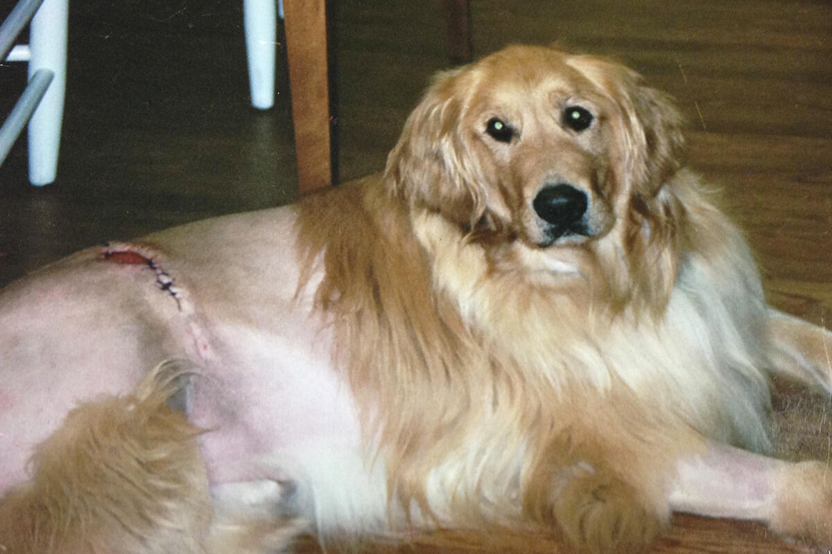 Scrappy after his fall 2007 surgery, which left him with 100 stitches.