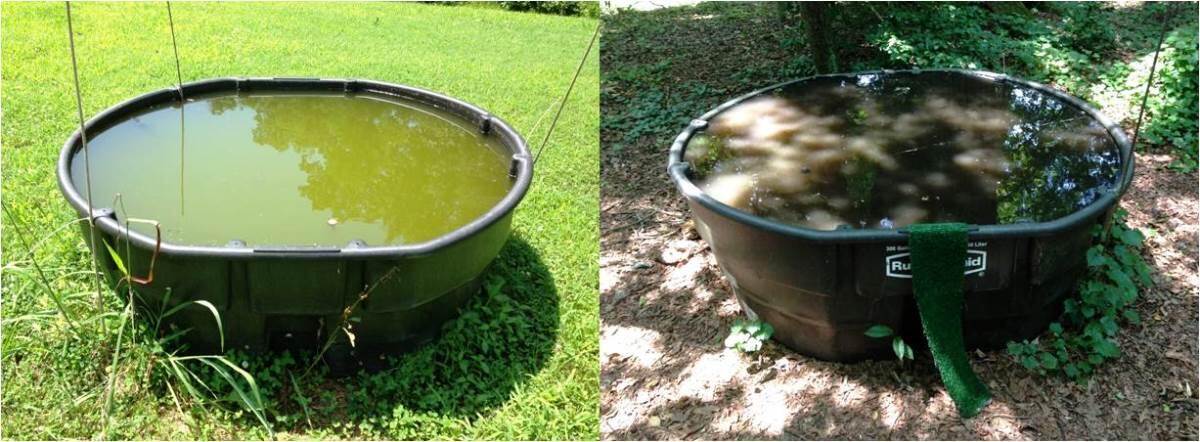 Two mesocosms being used to educate VCU undergraduate and high school students from schools in the surrounding community about the importance of carbon. Left to right: Green water shows algae has taken over. It is a photosynthesis driven system. The brown color in the second image indicates lots of leaf input from the forest trees that is being broken down by bacteria. It is a respiration-driven system. Image courtesy of VCU Life Sciences Outreach Education