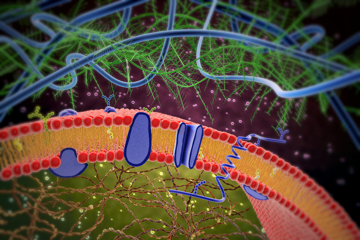 Illustration of a cell membrane and lipid layer.