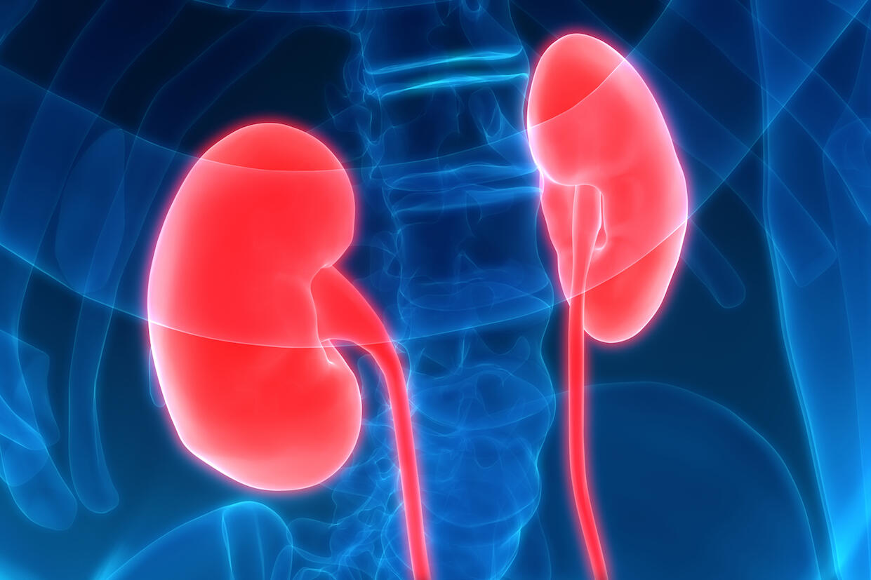 Artwork depiction of kidneys inside the human body.