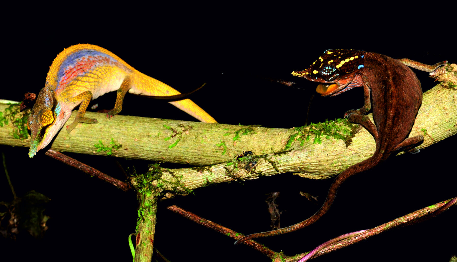 A male Calumma uetzi in spectacular display, with a female (right) in stress coloration, repelling the male. (Photo courtesy of Frank Glaw, Ph.D., Zoologische Staatssammlung München)