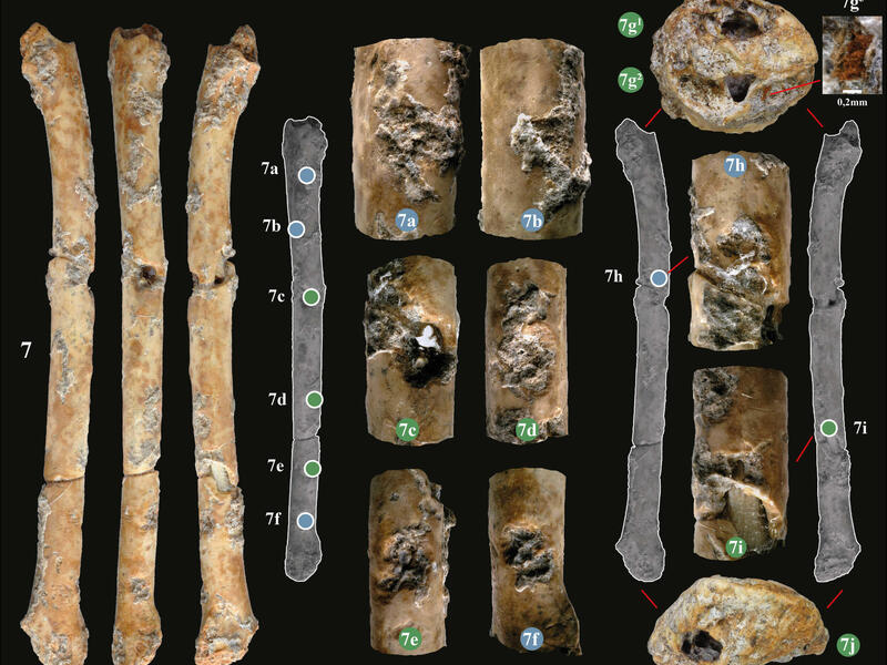 One of the seven small waterfowl bone aerophones discovered at the Final Natufian site of Eynan-Mallaha that can be described as a notched flute (Andean quena type). Detail of the play-holes (in green), the marks (in blue), the mouthpiece, the distal part and the red ochre residues that decorated the instrument. (Davin et al., 2023)