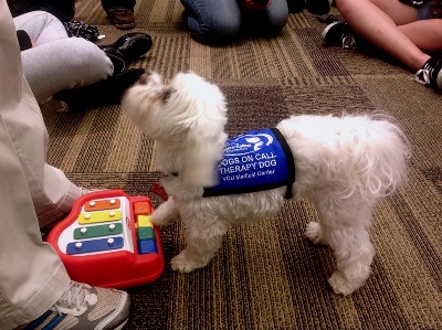 maltese therapy dog