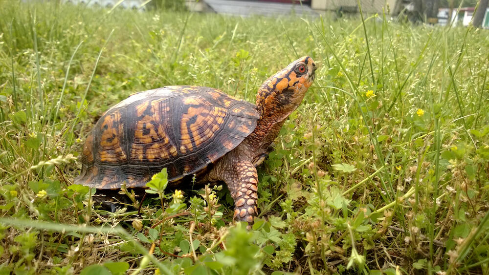 An Eastern Box Turtle meandering through the grass in coastal Virginia. A VCU team has developed a way to help the Box Turtle Sanctuary of Central Virginia track these turtles. (Getty Images)