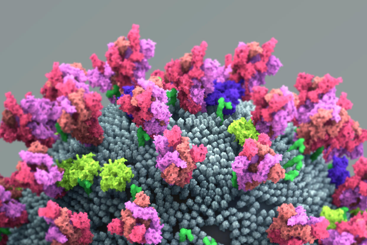 illustration of the coronavirus' spike protein