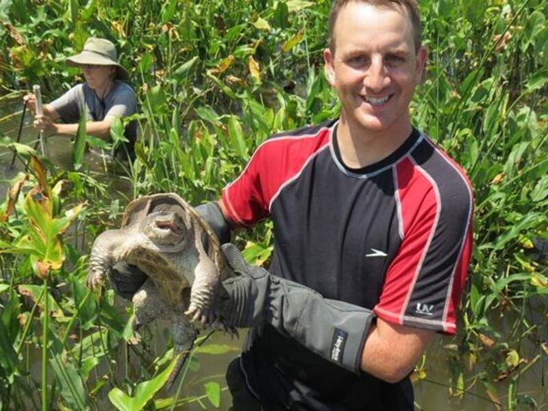 Ben Colteaux, Ph.D., in the Integrative Life Sciences program holds a snapping turtle in the field. (Photo credit: Courtesy of Team Snapper)