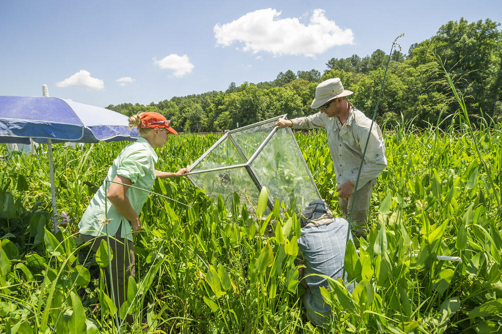 Clockwise from left: Biology major Allison Tillett, biology professor Scott Neubauer, Ph.D., and postdoctoral researcher Dong-Yoon Lee, Ph.D., set up a chamber that will measure greenhouse gas emissions from a plot in Cumberland Marsh.