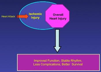 Although the specific drug therapy does not reverse pre-existing injury accumulated during heart attack, it prevents injuries to the heart during surgical preparation and manipulation, and abolishes reperfusion and rewarming injuries. Results from Abd-Elfattah’s studies demonstrated better heart function and reduced incidents of cardiac arrest with drug therapy than untreated control groups.