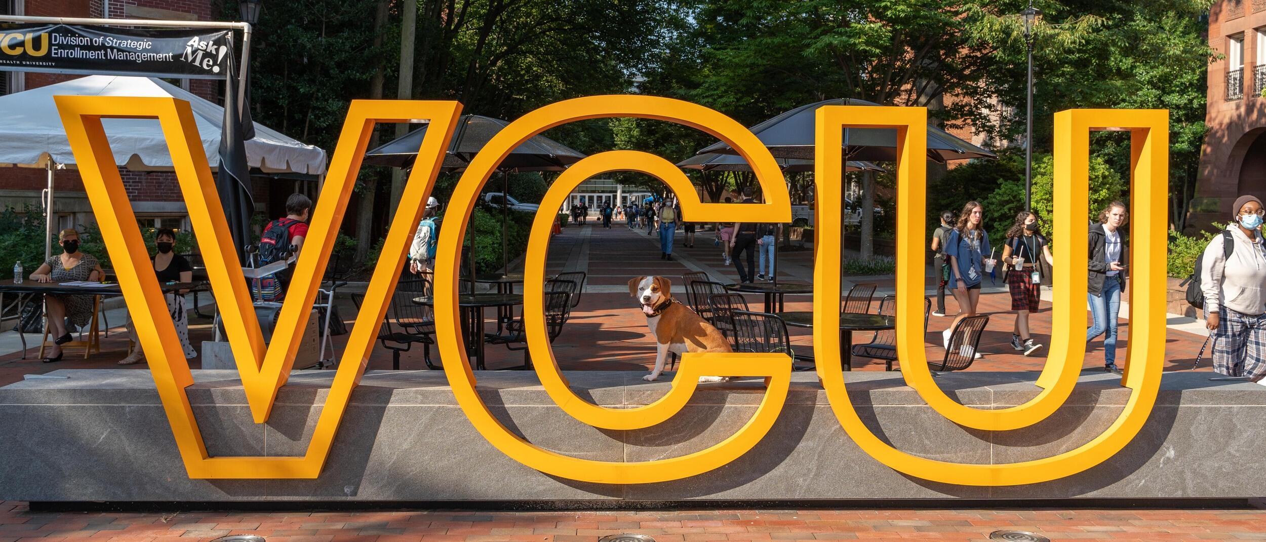 A photo of a sign that says \"VCU\" in large yellow letters. There is a dog sitting behind the \"C\" and looking at the camera. 