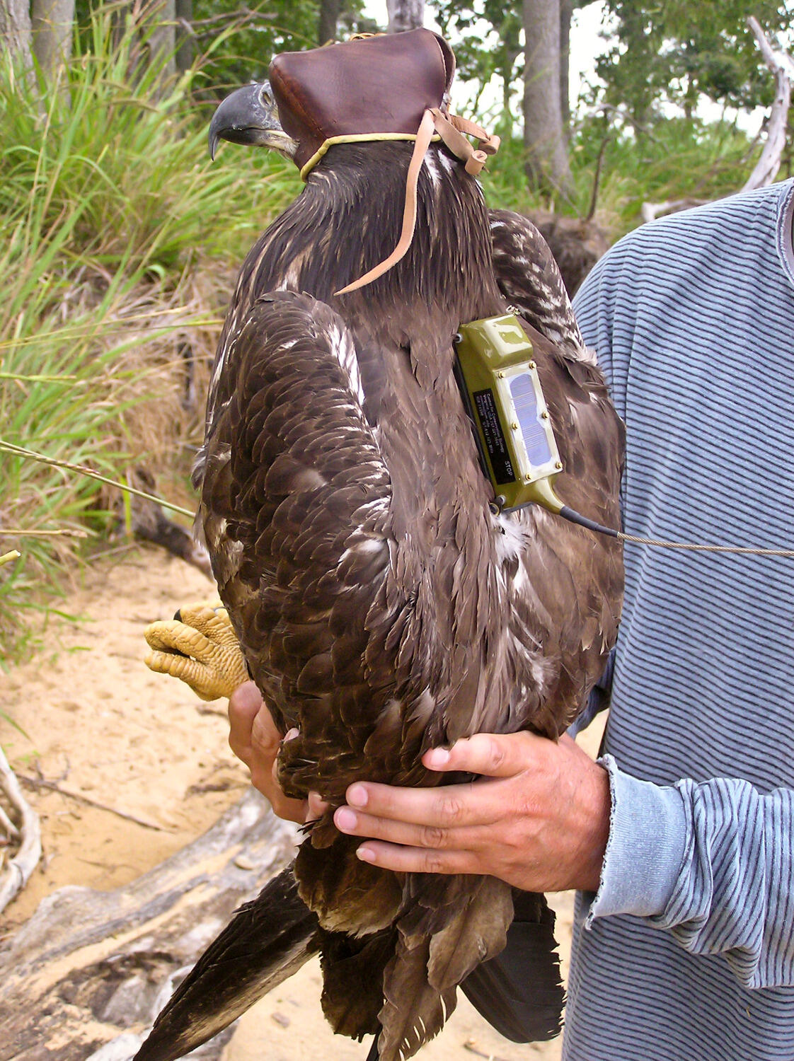 A second-year eagle is fitted with a transmitter that uses a GPS to track flight patterns.