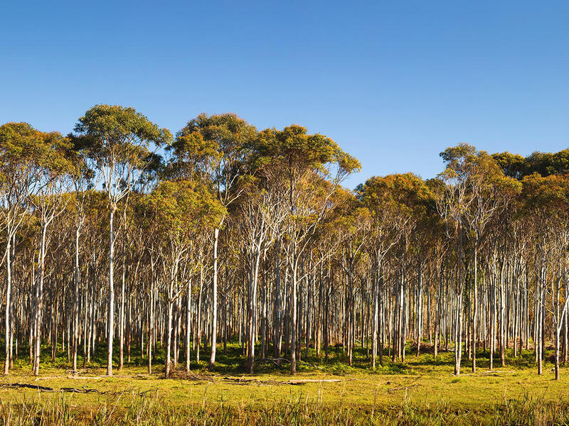 VCU researchers analyzed data on eucalyptus tree spread in Australia as part of a worldwide replication study. (Getty Images)