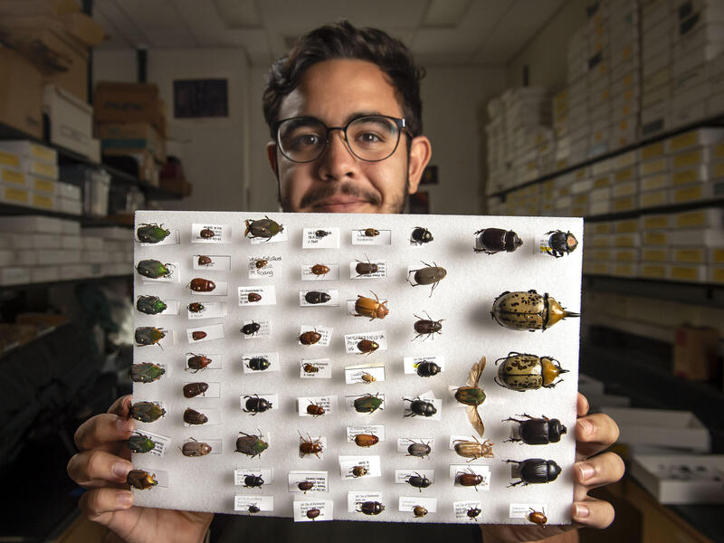 Eric Escobar-Chena, a biology major who will graduate in December, is a teaching assistant in a VCU entomology course and works in VCU's "bug lab." (Photo by Kevin Morley, University Marketing.)