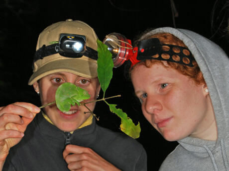 Two students from the Tropical Biology Association examining a juvenile male Usambara three-horned chameleon as part of an animal census techniques lab. Image courtesy of James Vonesh, Ph.D./VCU.