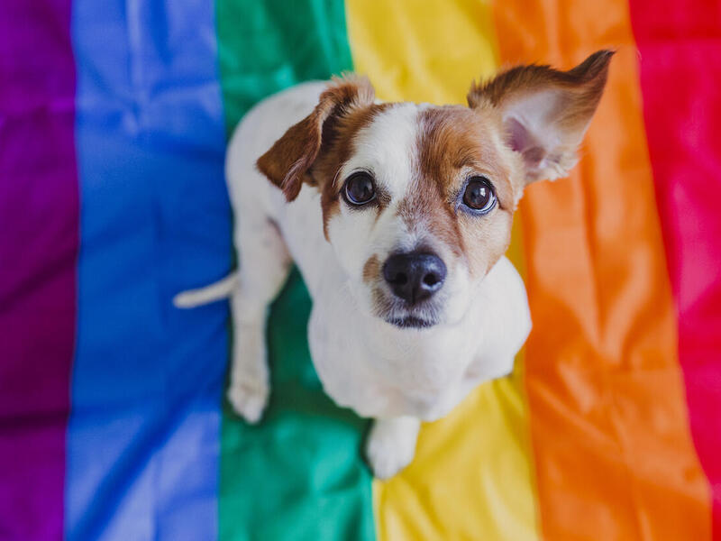 A new VCU study explores how social support from humans and comfort from companion animals can help LGBTQ+ young adults deal with microaggressions. (Getty Images)