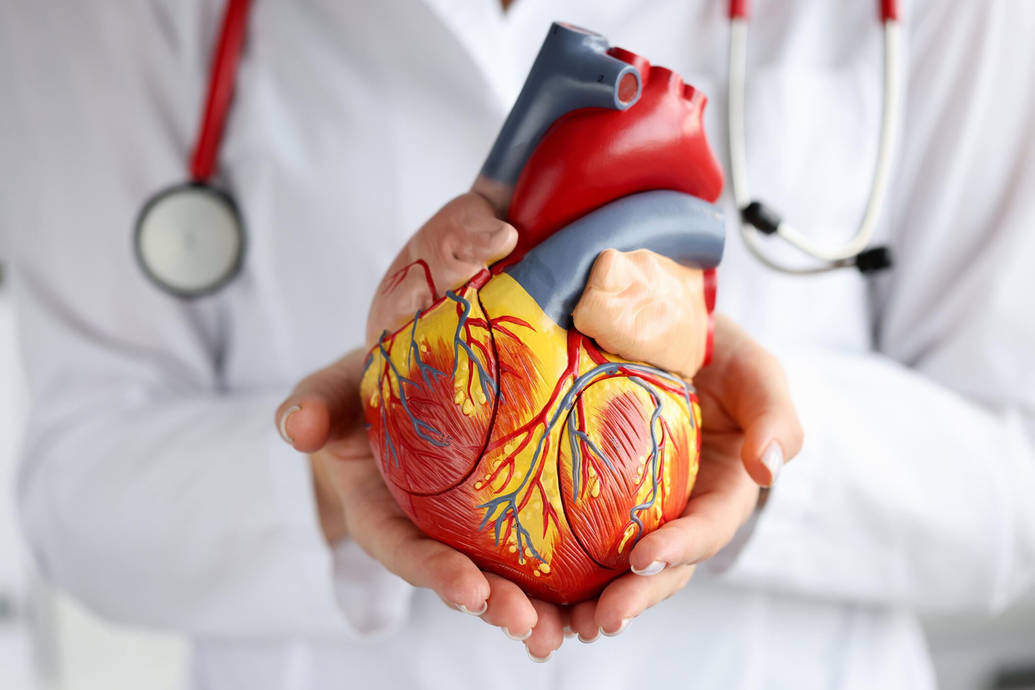 Someone wearing a lab coat and stethoscope holding an anatomical model of a heart in their hands 