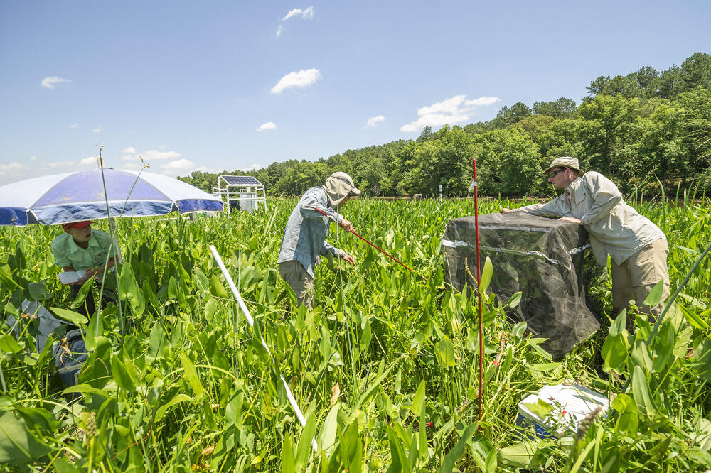 The researchers work at their experiment site alongside the Pamunkey River in New Kent County. 
