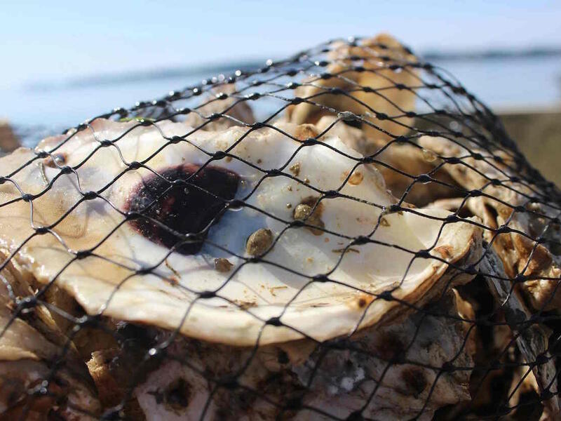 The partnership with Toadfish Outfitters will allow VCU to plant more than 2 million oysters in the Chesapeake Bay watershed. (Photo courtesy of Rice Rivers Center)