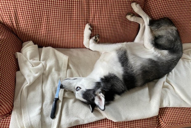 A dog lying on a couch with a knife.