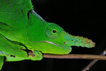 A male Usamabara two-horned chameleon. Image courtesy of James Vonesh, Ph.D./VCU.
