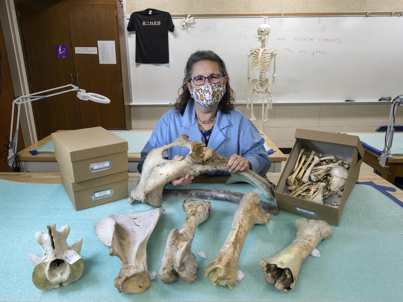 Tal Simmons with animal bones donated to VCU from the Search and Rescue Tracking Institute. (Kevin Morley, University Marketing)
