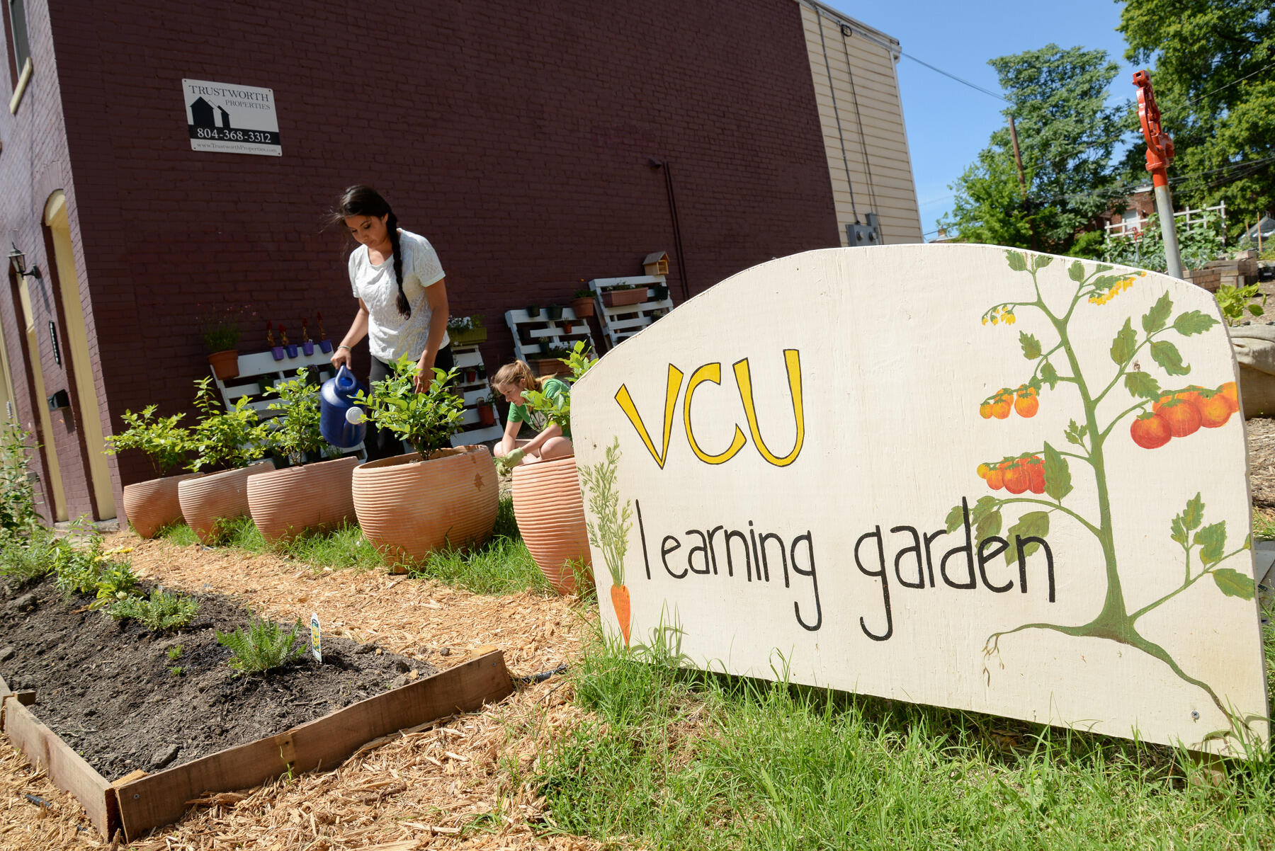 Students tend to plants at the Monroe Park Campus Learning Garden.
<br>Photo by Pat Kane, University Public Affairs