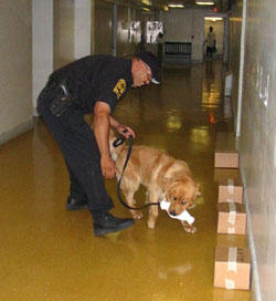 Wingo praises Strider for finding marijuana in one of five sealed boxes during a training exercise in the Franklin Street Gymnasium

Photos by Mike Frontiero, University News Services