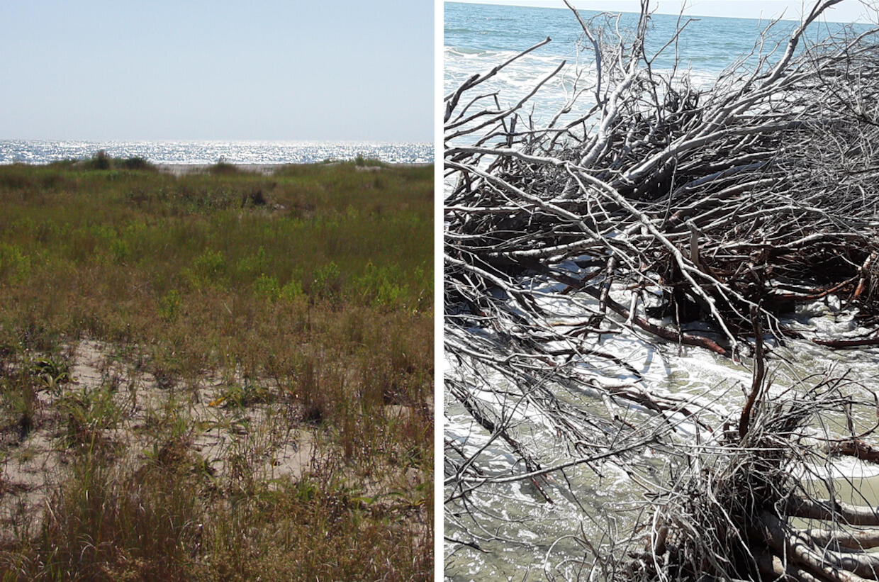 Hog Island, part of the Virginia Coast Reserve site, in 2004 (left) and 2020 (right).